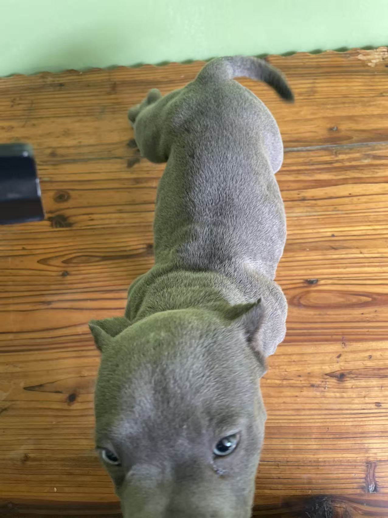 恶霸幼犬